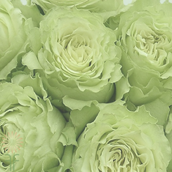 Lactacyd Fresh 2 245x245